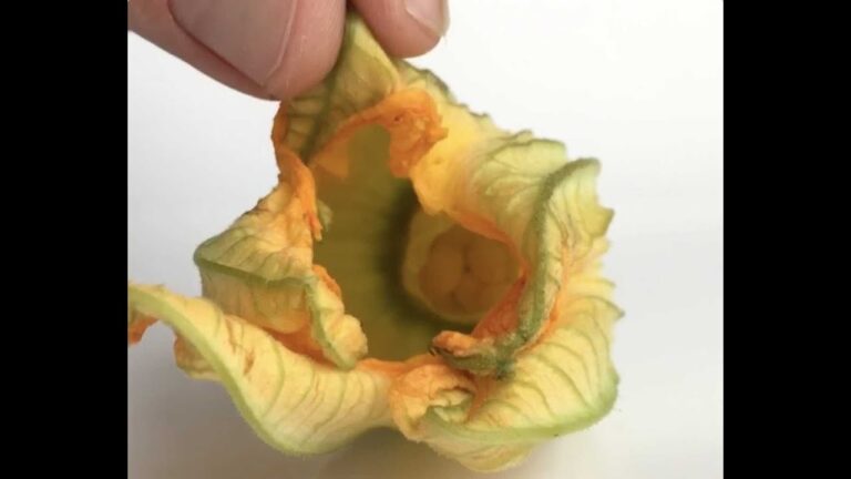 Flor de calabacín recetas